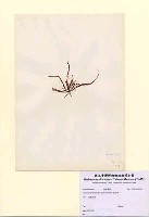 藏品(Grateloupia filicina (J.V. Lamouroux) C. Agardh)的圖片